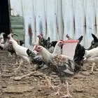 دجاج بلدي وفيومي