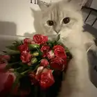 قطه لتبني