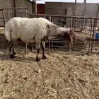 نعجه طيبه