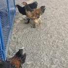براهما