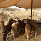 الشميسي طريق الخواجات