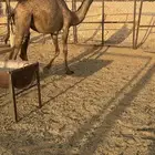 بكره مفروده