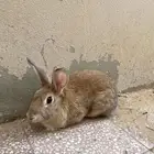 أرانب للبيع