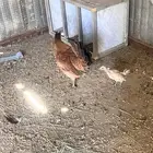 دجاجه عربي توراثي مفرخه