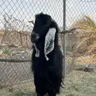 فحل عارضي