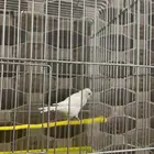 كناري ابيض تغريد 100