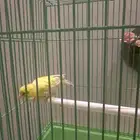 كناري