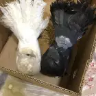حمام رقاص هندي