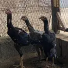 دجاج شامو الماني .