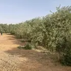 اشجار زيتون