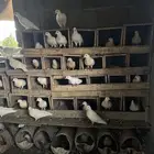 حمام فرنسي منتج