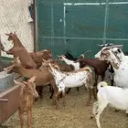 معزا حص متابيع 7 عليها 8