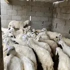رخال