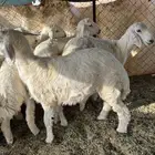 ذبايح لبانيه