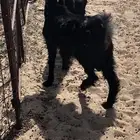 تيوس عوارض ذبايح