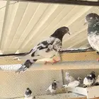 حمام باكستاني