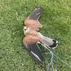 شبوط للبيع ب100 ريال