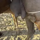 للبيع خلفه كفو