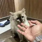 قطة هيملايا غير مطع َمة للتبني