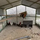 دجاج بلدي وفيومي وبراهما للبيع