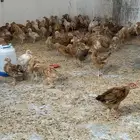 صوص دجاج