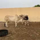 بقره خلفه
