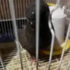 للبيع جوز حمام لونق فيس و انثا جاكوبين احمر