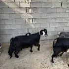 ماعز حليب وتيس عمر شهرين