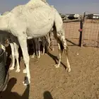قعود للبيع