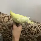 كروان اليف للبيع