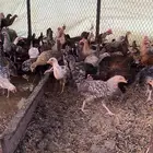 دجاج بلدي