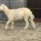 طلي للبيع