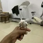 للبيع روز اليف وهدد حمامه لعوب مايعرف العض