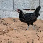 دجاجة و ديك بلدي