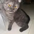 قط سكوتش