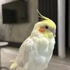كروان اليف