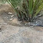 للبيع فراخة نخل فسائل