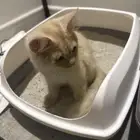 قطة للتبني عمرها 3 اشهر