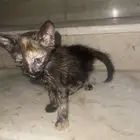 قطط كتين للتبني   كاليكو وبرتقالي