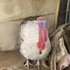 دجاج رومي