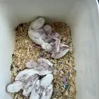 فروخ روز