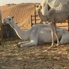 عشاير صوالح تحتهن بكار