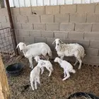 للبيع غنم حريات متابيع ودفيع