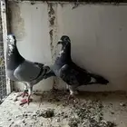 زاجل سباق