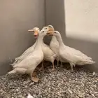 بط بكيني عدد خمس حبات