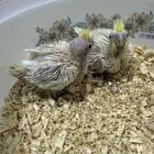 فرخين كروان غر لاتينو ماشاء الله صحه ونظافه