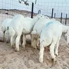 بهم العدد12 نضيفه وشحم