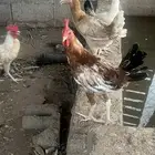 دجاج بلدي الموقع الحناكيه