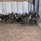 صوص بلدي وفيومي