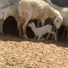 داغور حري